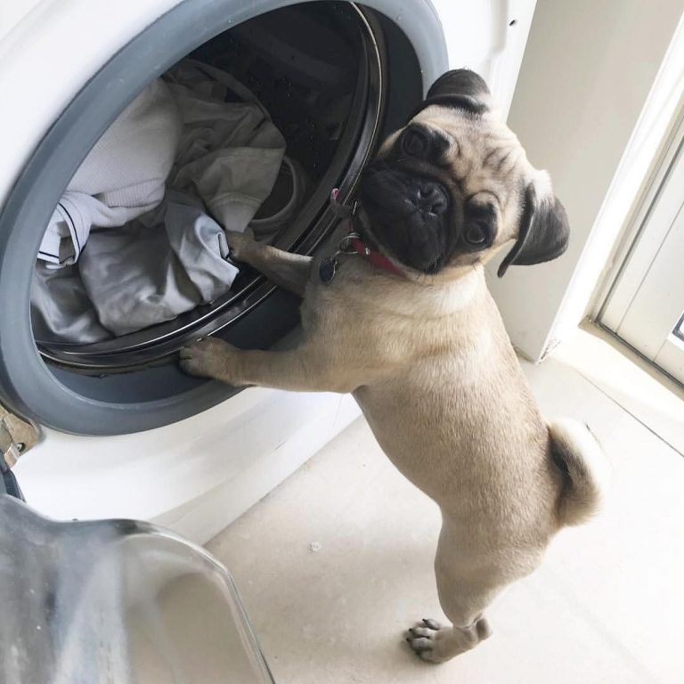 Почему стиральная машина не отжимает, что делать и какие причины?